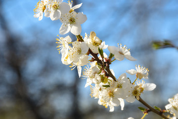 Close-up plum blossom branch on a beautiful spring day