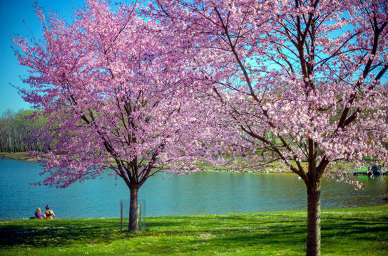 pink blossoming of trees at a public bathing pond