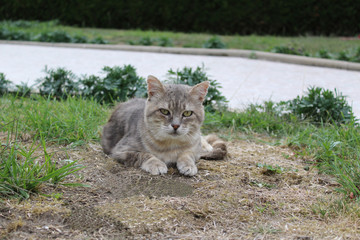 Obraz premium chat tigré gris