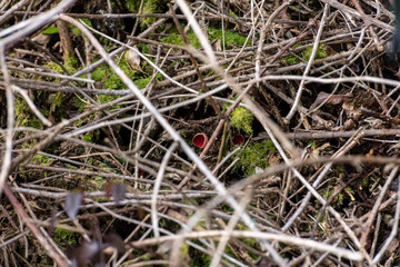 Scarlet elf cup mushroom in woodland
