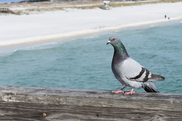 sea bird1