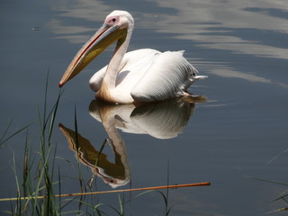 Lake-Hawassa-Ethiopia