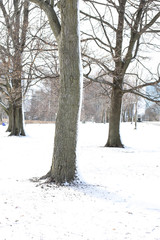 Snowy tree scene