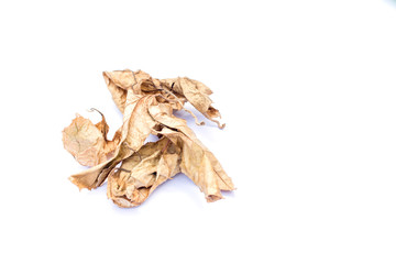dried leaves isolated on white