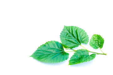mint leaves isolated on white background