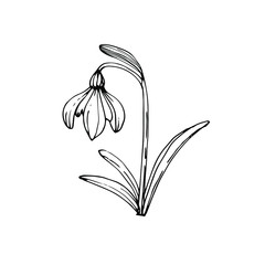 Snowdrop flower with petals and leaves. Hand drawn ink sketch. Black and white doodle vector illustration on white background.