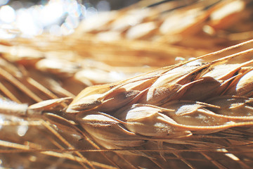  rye  spike closeup.  rye spike background.  rye  ears macro
