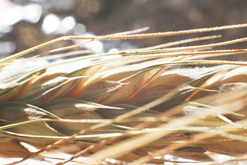  rye  spike closeup.  rye spike on a silver background.  rye  ear macro