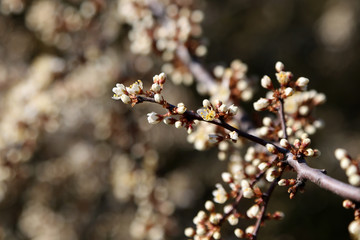 Flowers of the cherry blossoms on a spring day