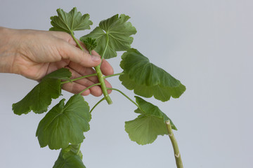 Woman hand holding cutting stem of geranium to made as stalk to plant