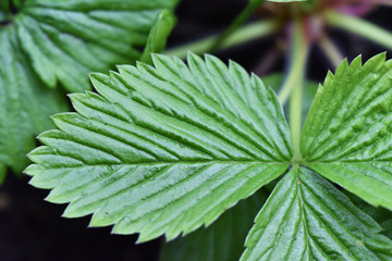 Fragaria vesca wild woodland Alpine Carpathian European strawberry or fraisier des bois spring green leaves of this edible red fruit