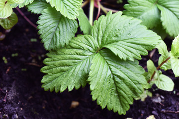 Fragaria vesca wild woodland Alpine Carpathian European strawberry or fraisier des bois spring green leaves of this edible red fruit