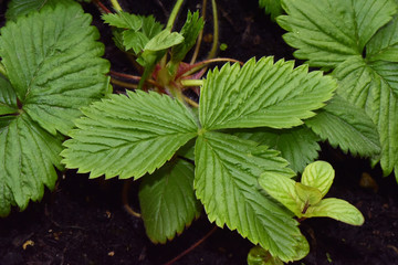 Fragaria vesca wild woodland Alpine Carpathian European strawberry or fraisier des bois spring green leaves of this edible red fruit
