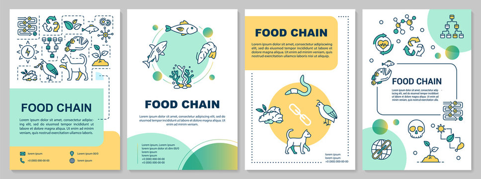 Food chain brochure template. Producers and consumers web. Flyer, booklet, leaflet print, cover design with linear icons. Vector layouts for magazines, annual reports, advertising posters