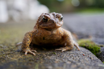toad on a stone