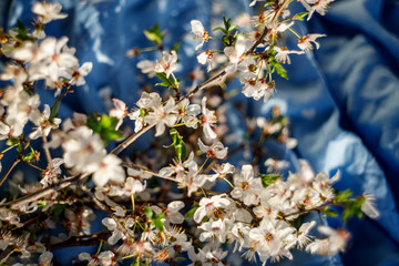 Obraz premium spring flowers in the garden