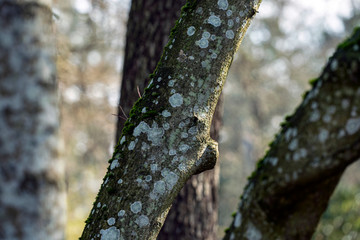 tree in the forest, sweden,stockholm, sverige