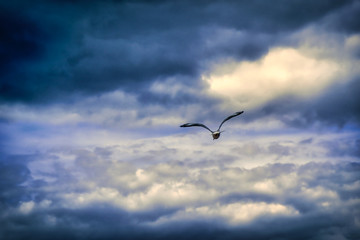 Bird