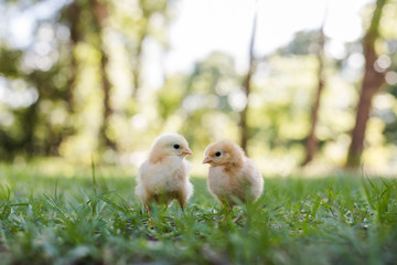 Two Baby Free Range Chicks Outside in the Grass with a Trees, Bokeh in Background, and Room for Text © Betsy