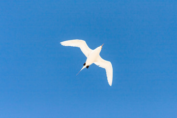 Red-billed tropic bird 