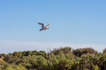 Red-billed tropic bird 