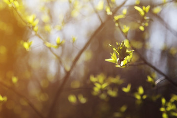 tree branch with buds with bright light background in the spring forest. selective focus. copy space.