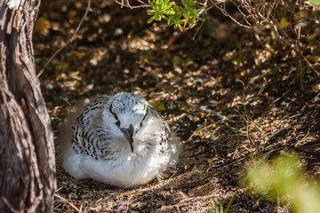 Red-billed tropicbird brooding