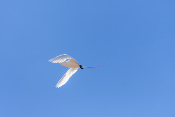 Red-billed tropic bird 