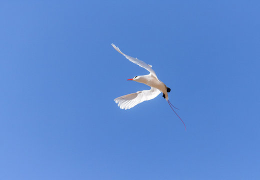 Red-billed tropic bird "Paille-en-Queue"