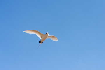 Red-billed tropic bird 