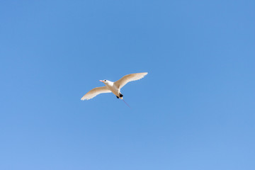 Red-billed tropic bird 