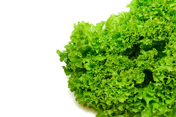 Green fresh salad lettuce leafs .