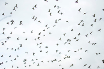 Flock of birds