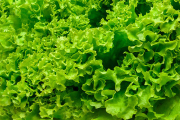 Green fresh salad lettuce leafs .