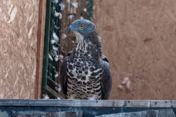 Bird of prey sitting on a branch, closeup portrait