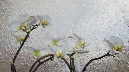 orchidées blanches,  