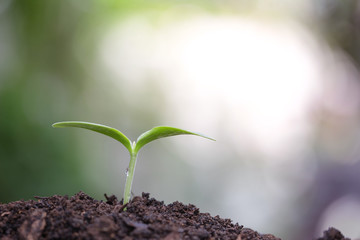 Young green plants growing in the morning 