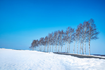A row of trees on a snow field in Hokkaido