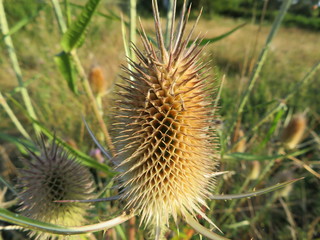 Beautiful photo of thistles with dry skewers