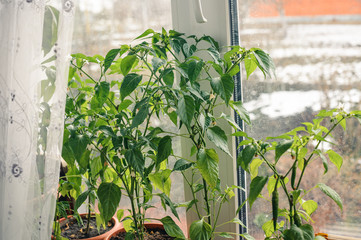 
Hot chilli peppers on a window sill in a pot,green pepper in a pot on the window