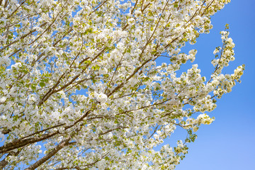 静岡県富士市　岩本山公園の桜