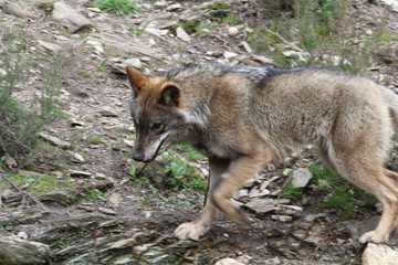 Fototapeta premium Beautiful iberian wolves in the mount playing in herd preparing the Hunt