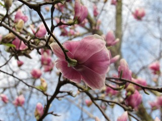 Pink Magnolia Flowers 