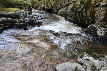 Mountain river in the forest