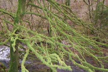 Green moss on the tree