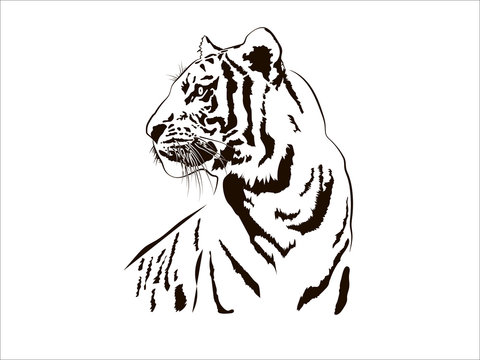 Tiger Big Cat Leopard Lion Pantera Yaguar Wild Black White Face Portrait Nature .Svg .Eps .Png Clipart Vector Tattoo Cricut Cut Cutting