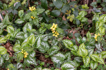 Fototapeta premium Variegated Dead Nettles Archangel in bloom with yellow flowers