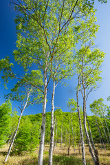 新緑のシラカバ林