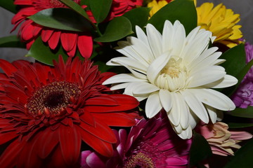 flower, nature, flowers, bouquet, pink, plant, daisy, bloom, red, garden, beauty, floral, blossom,...