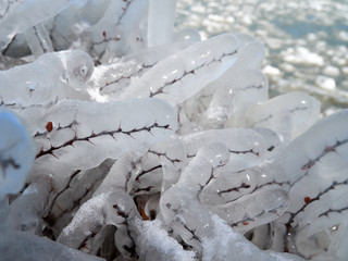 ice covered branches